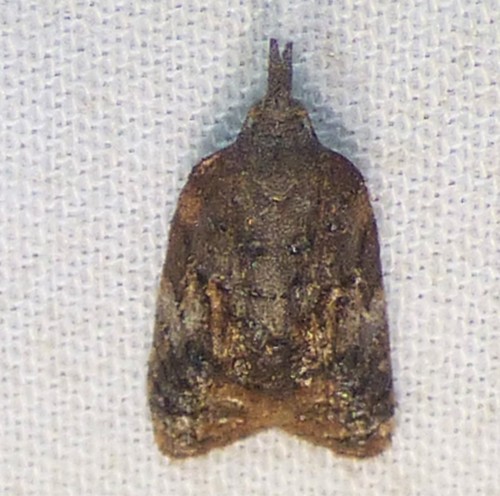 Singed Platynota photo 5