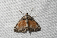 Dysstroma hersiliata