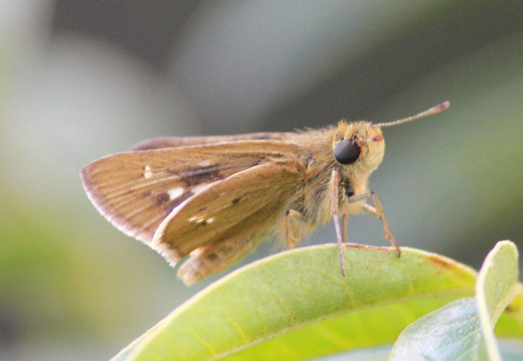 Parnara monasi