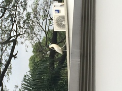 Pilherodius pileatus