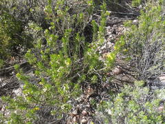 Euryops rehmannii
