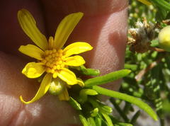 Euryops rehmannii