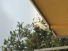 Pilherodius pileatus