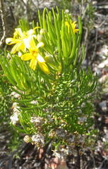 Euryops rehmannii