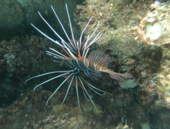 Pterois radiata