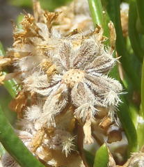 Euryops rehmannii