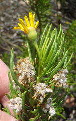 Euryops rehmannii