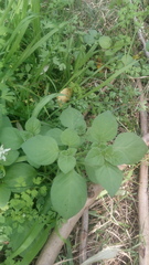 Salpichroa origanifolia