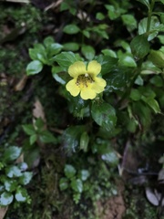 Erythranthe szechuanensis