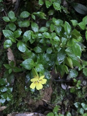 Erythranthe szechuanensis