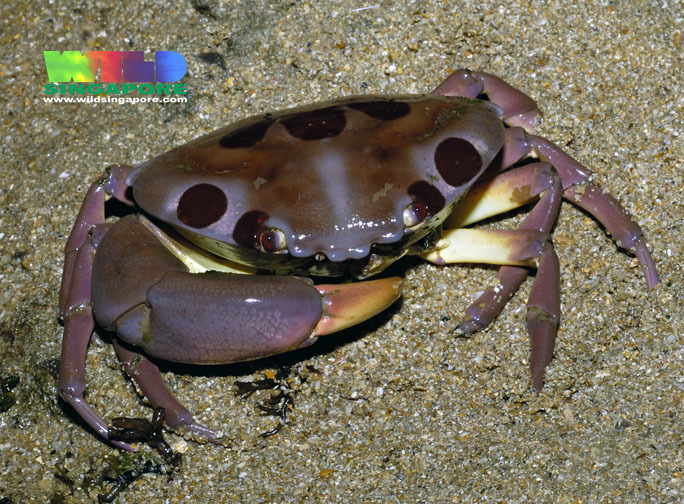 Carpiliidae