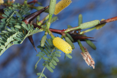 Vachellia collinsii