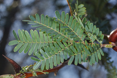 Vachellia collinsii