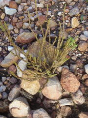 Crassula muscosa muscosa