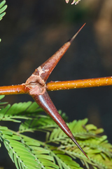 Vachellia collinsii