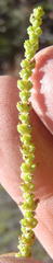 Crassula muscosa muscosa