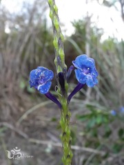 Stachytarpheta crassifolia