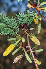 Vachellia collinsii