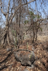 Cereus jamacaru calcirupicola