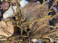 Crassula muscosa muscosa