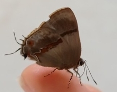 Lamprospilus collucia