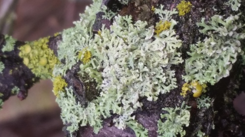 fyscia pôvabná (Physcia tenella)