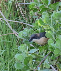 Laniarius ferrugineus ferrugineus