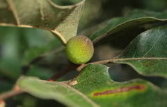Amphibolips globulus