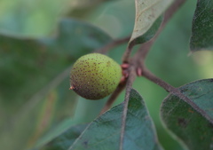 Amphibolips globulus