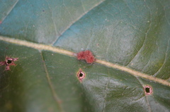 Atrusca carolina