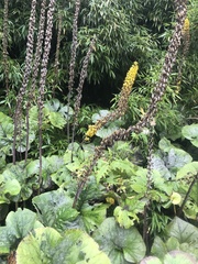 Ligularia intermedia