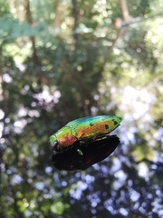 Lamprodila