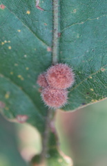 Atrusca carolina