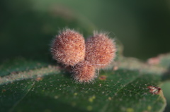 Atrusca carolina