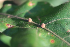 Atrusca carolina
