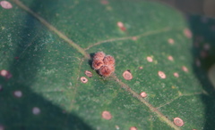 Atrusca carolina