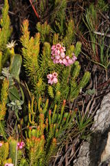 Erica autumnalis