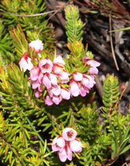 Erica autumnalis