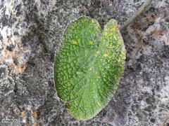 Hermas lanata