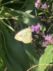 Pieris rapae