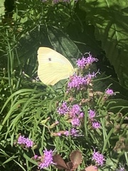 Pieris rapae