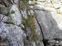 Hermas lanata