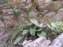 Hermas lanata