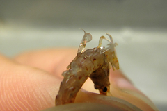 Neocaridina palmata