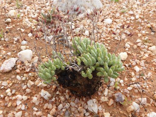 Tylecodon pearsonii