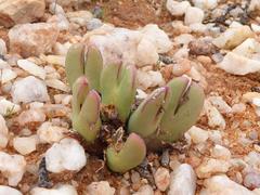 Conophytum bilobum