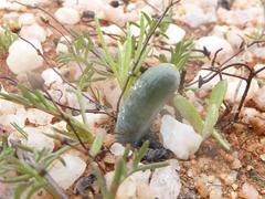 Albuca unifoliata