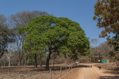 Hymenaea martiana
