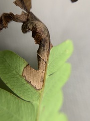 Chirosia filicis