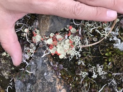 Cladonia deformis